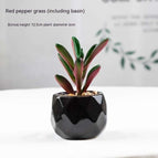 Peperomia Red Pot Included
