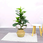 Qin Ye Rong 90CM / Black base